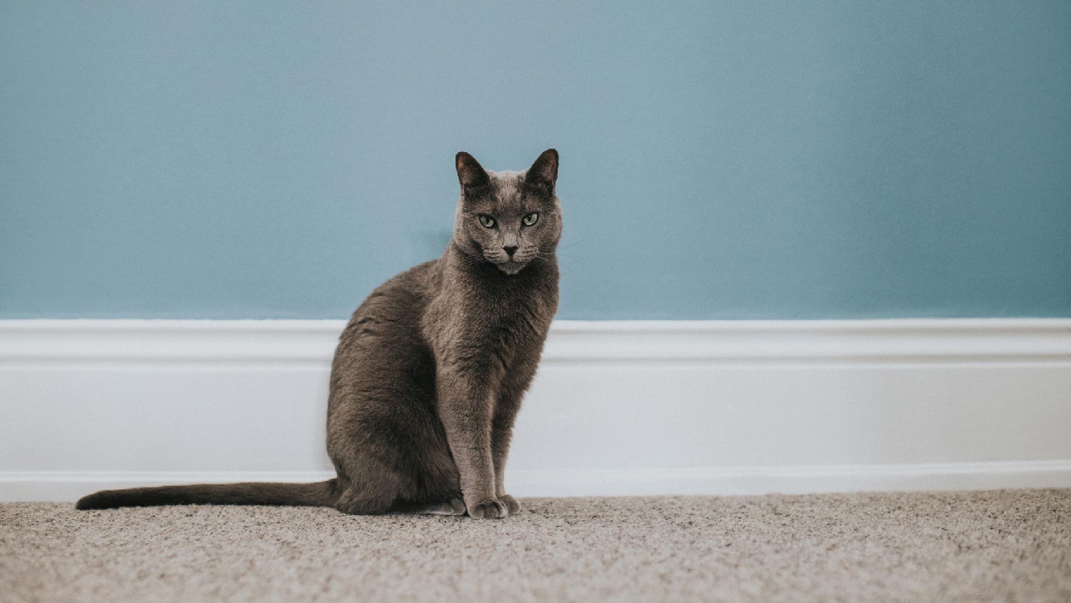 A cat sitting on a carpet in front of a baseboard