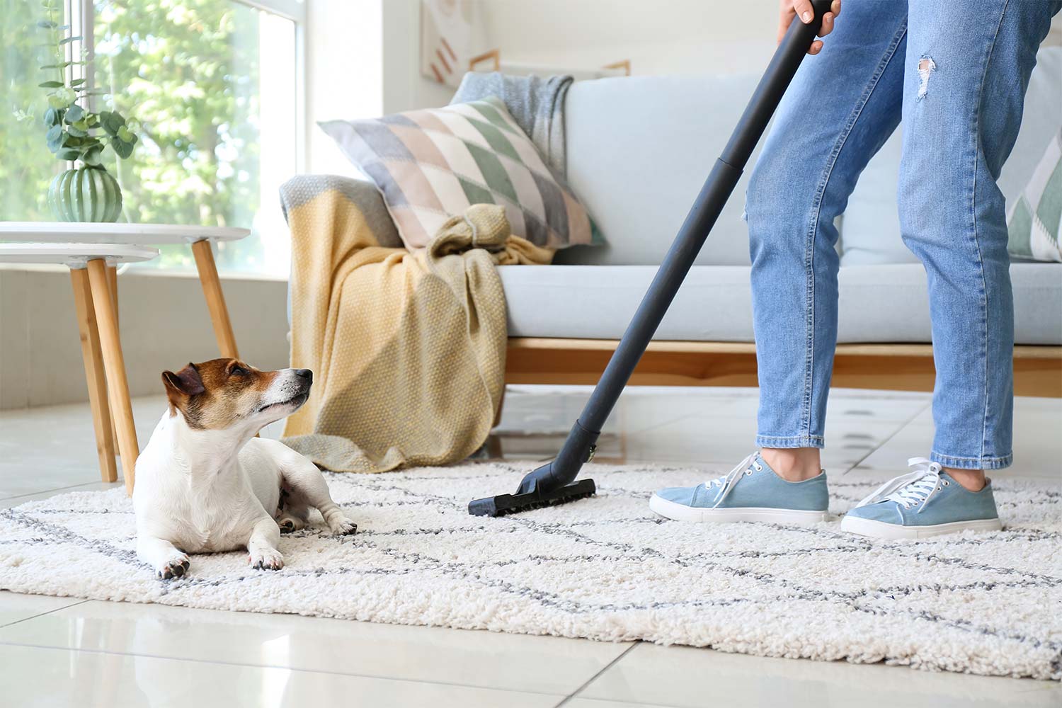 cleaning up pet hair with vacuuming
